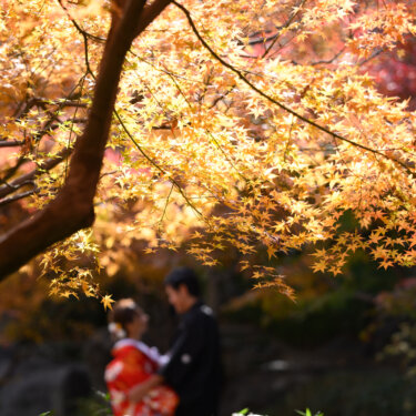 黄金色に輝くもみじの枝の向こうで、寄り添う赤い色打掛の花嫁と黒の紋付袴の新郎。紅葉の和装前撮り