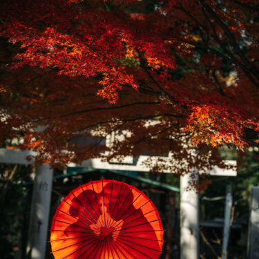 真っ赤なもみじと鳥居の下で、赤い和傘に隠れて寄り添う和装の新郎新婦。紅葉の和装前撮りで人気の和傘ショット